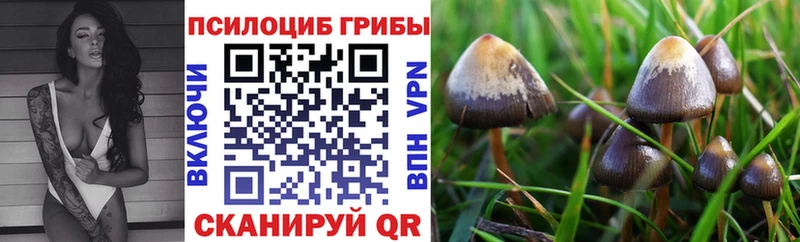 kraken вход  наркота  Вольск  Псилоцибиновые грибы Psilocybe 